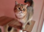 Oscar - Scottish Straight Cat For Sale - Levittown&comma; PA&comma; US