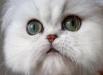 Celestial Matilda - Persian Cat For Sale - Fort Worth&comma; TX&comma; US