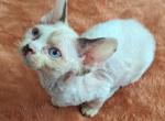 Mali - Devon Rex Cat For Sale - Stanford&comma; MT&comma; US