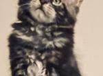 Sal and Sanza - Maine Coon Cat For Sale - East Taunton&comma; MA&comma; US