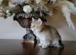 Lilly - Scottish Straight Cat For Sale - 