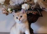 Simba - Scottish Straight Cat For Sale - 