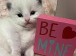 Dudleys boys - Ragdoll Cat For Sale - Saugerties&comma; NY&comma; US