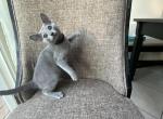 Boy Russian Blue Purebred - Russian Blue Cat For Sale - Old Bridge&comma; NJ&comma; US
