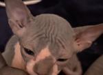 First Bicolor male from January litter - Sphynx Cat For Sale - Ewing&comma; NJ&comma; US