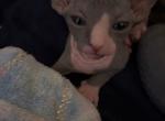 Second Bicolor male from January litter - Sphynx Cat For Sale - Ewing&comma; NJ&comma; US
