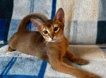 Patricia - Abyssinian Cat For Sale - Pembroke Pines&comma; FL&comma; US