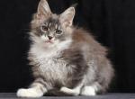 Yanka - Maine Coon Cat For Sale - Miami&comma; FL&comma; US