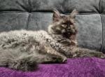Lord Loki - Maine Coon Cat For Sale - Miami&comma; FL&comma; US