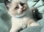Ruby - Ragdoll Cat For Sale - Newark&comma; DE&comma; US
