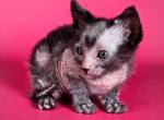 Frida - Lykoi Cat For Sale - Miami&comma; FL&comma; US
