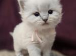 Leah - Siberian Cat For Sale - Arnold&comma; MO&comma; US