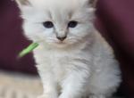 Henry - Siberian Cat For Sale - Arnold&comma; MO&comma; US