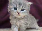 Sawyer - Siberian Cat For Sale - Arnold&comma; MO&comma; US
