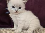 Oscar - Siberian Cat For Sale - Arnold&comma; MO&comma; US