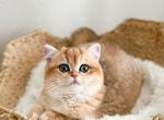 W E S L E Y - British Shorthair Cat For Sale - Fontana&comma; CA&comma; US