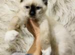 Purebred Ragdoll - Ragdoll Cat For Sale - Cookeville&comma; TN&comma; US
