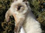 Purebred Male - Ragdoll Cat For Sale - Cookeville&comma; TN&comma; US