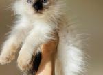 Chocolate point Ragdoll - Ragdoll Cat For Sale - Cookeville&comma; TN&comma; US