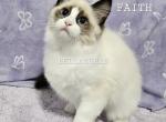 Faith - Ragdoll Cat For Sale - Orange&comma; VA&comma; US