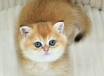 Belusiya - British Shorthair Cat For Sale - Los Angeles&comma; CA&comma; US