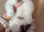 Theodora - British Shorthair Cat For Sale - Los Angeles&comma; CA&comma; US