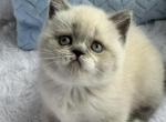 Nicol - Scottish Straight Cat For Sale - Pembroke Pines&comma; FL&comma; US