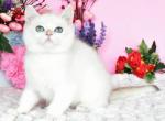 Mark&lowbar; - British Shorthair Cat For Sale - Pembroke Pines&comma; FL&comma; US