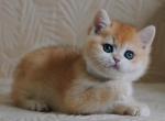 Mary - British Shorthair Cat For Sale - Pembroke Pines&comma; FL&comma; US