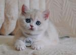 Molly - British Shorthair Cat For Sale - Pembroke Pines&comma; FL&comma; US