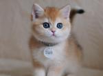 Mark&lowbar;&lowbar; - British Shorthair Cat For Sale - Pembroke Pines&comma; FL&comma; US