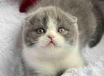 Nikas - Scottish Fold Cat For Sale - Norwalk&comma; CT&comma; US