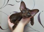 Helena - Oriental Cat For Sale - Pembroke Pines&comma; FL&comma; US