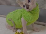 Kevin - Bambino Cat For Sale - Pembroke Pines&comma; FL&comma; US
