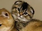 Dallas - Scottish Fold Cat For Sale - WI&comma; US