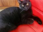British Shorthair litter - British Shorthair Cat For Sale - Copperas Cove&comma; TX&comma; US