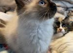Balinese Chocolate Female - Balinese Cat For Sale - West Palm Beach&comma; FL&comma; US