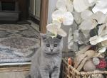 Sonny - Scottish Straight Cat For Sale - New York&comma; NY&comma; US