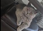 Honey - Scottish Straight Cat For Sale - New York&comma; NY&comma; US