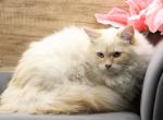 Cadell of Romanov Dynasty - Siberian Cat For Sale - Ashburn&comma; VA&comma; US