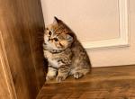 Golden baby - British Shorthair Cat For Sale - Dallas&comma; TX&comma; US