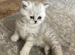 Silver baby - British Shorthair Cat For Sale - Dallas&comma; TX&comma; US