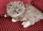 Blue mitted sepia - Ragdoll Cat For Sale - Farmville&comma; VA&comma; US