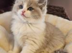 Blue sepia bicolor - Ragdoll Cat For Sale - Farmville&comma; VA&comma; US