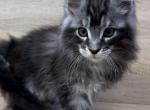 Alex - Polydactyl Cat For Sale - Brighton&comma; CO&comma; US
