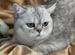 Jaden - British Shorthair Cat For Sale - Rockford&comma; IL&comma; US