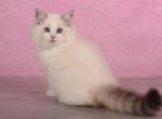 Nymph - Siberian Cat For Sale - Miami&comma; FL&comma; US