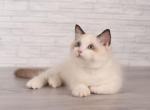 Romano - Siberian Cat For Sale - Miami&comma; FL&comma; US