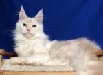 Coral - Maine Coon Cat For Sale - Hollywood&comma; FL&comma; US
