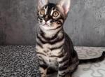 Feya - Bengal Cat For Sale - Hollywood&comma; FL&comma; US